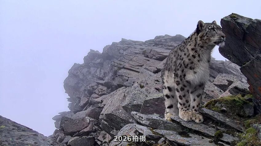 Mt. Siguniang has once again captured clear images of the activities of the snow leopard, marking significant progress in the conservation of biodiversity