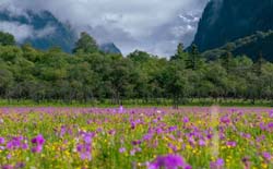 《Regulations on the Protection of Traditional Villages in Sichuan Province》