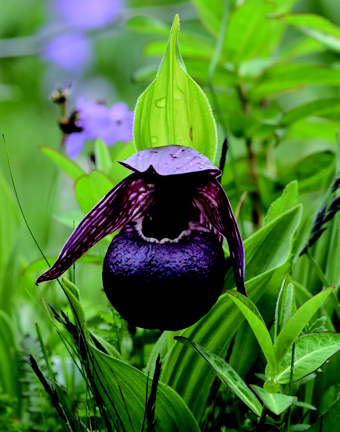 Cypripedium tibeticum