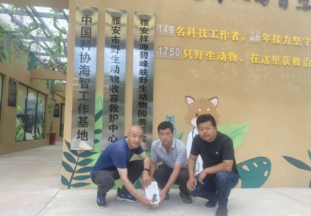 四姑娘山国家级自然保护区成功救助一只豹猫幼崽